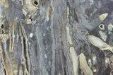 Slab Fossil Teredo (Shipworm Bored) Wood - England #63443-1
